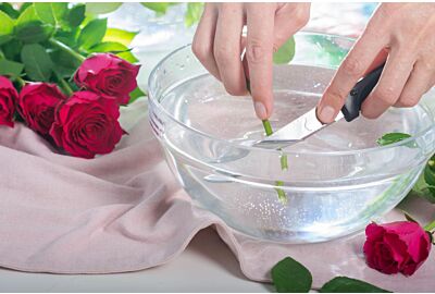 cut rose stems under water
